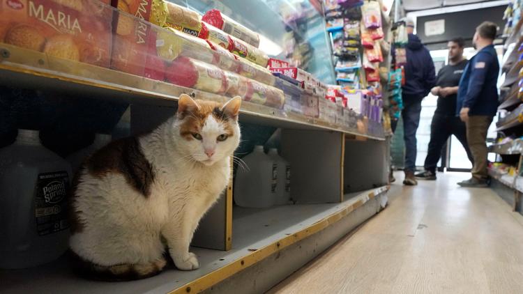 Bodega cats make New Yorkers' hearts purr, even if they violate state regulations